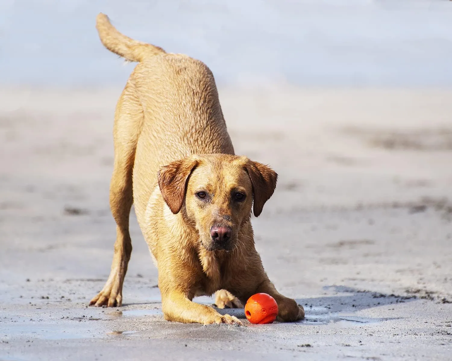 ChuckIt! Fetch Ball (2 Pack)